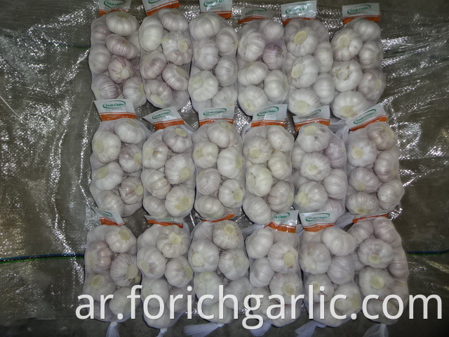 5 0cm Fresh Normal Garlic